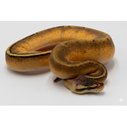 Vente python royal Genetic Stripe Pastel lumineux