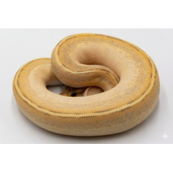 Achat python royal Highway Pinstripe en ligne