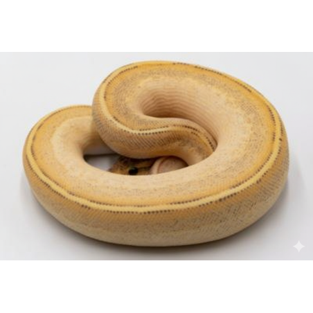 Achat python royal Highway Pinstripe en ligne