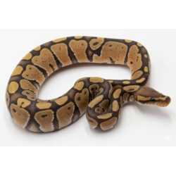 Vente en ligne python royal Hypo Ghost identifié
