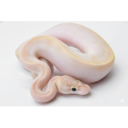 Commande python royal Ivory super Yellow Belly