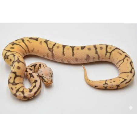 Vente Python royal regius Killer Bee