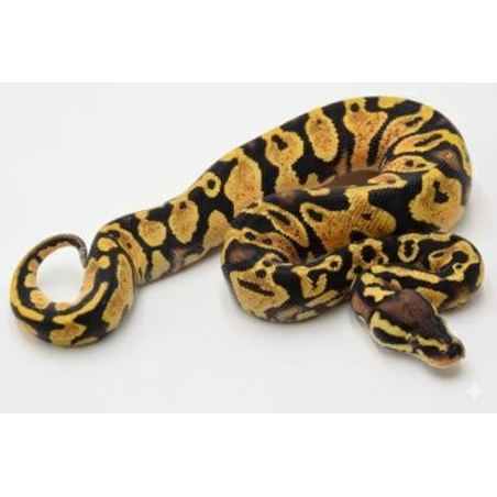 Achat en ligne python royal Pastel Yellow Belly