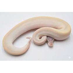 Achat Python royal Super Mojave Python regius