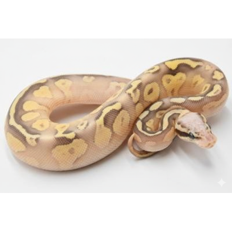 Achat en ligne python royal Super Pastel Lesser