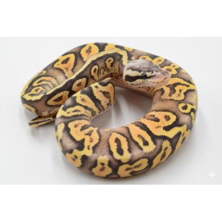 Achat python royal Super Pastel Yellow Belly
