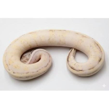 Vente python royal Super Stripe Super Pastel