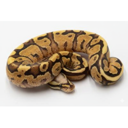 Commande python royal Super Vanilla pas cher