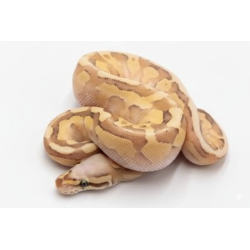 Achat en ligne python royal Super Vanilla Lesser
