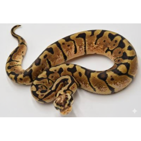 Achat python royal Woma Pastel pas cher