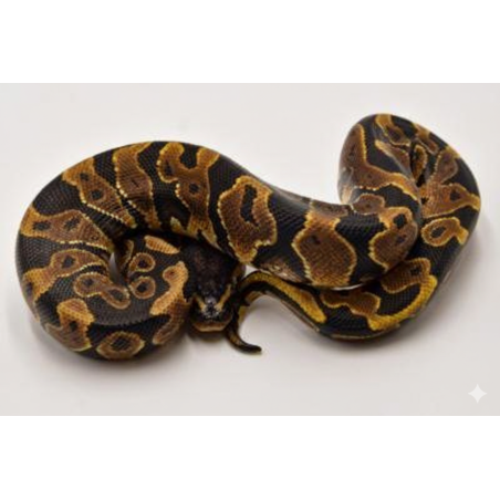 Vente python royal Yellow Belly Python regius
