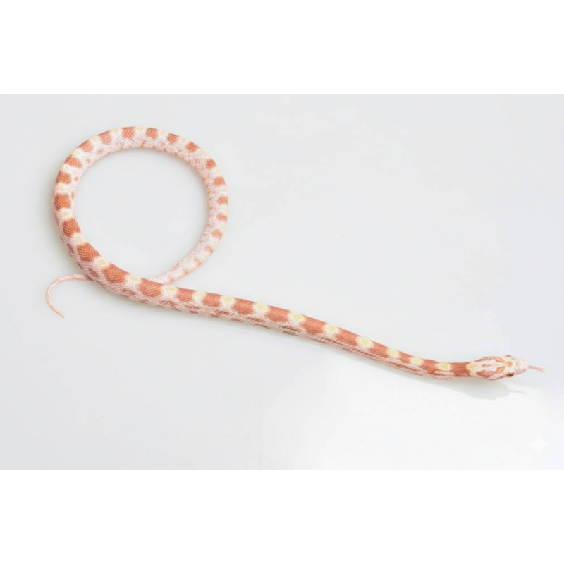 Achat serpent des blés Butter Pantherophis guttatus