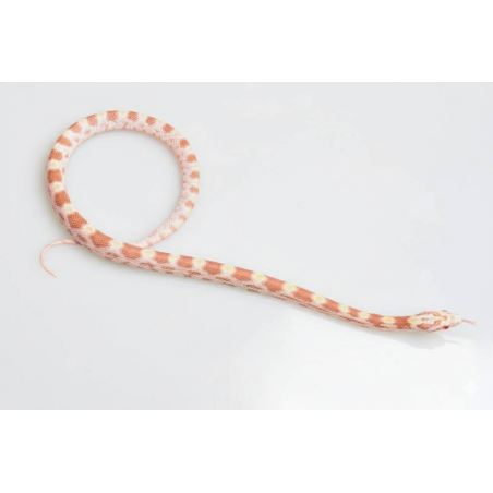 Achat serpent des blés Butter Pantherophis guttatus