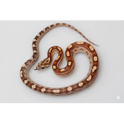 Commande serpent des blés Motley Pantherophis guttatus