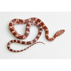 Vente serpent des blés Classique Pantherophis