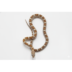 Achat en ligne serpent des blés Gold Dust