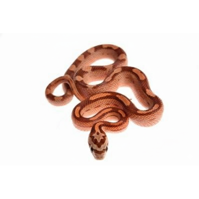 Vente serpent des blés Hypo Motley Pantherophis
