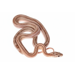 Vente serpent des blés Pastel Ligné