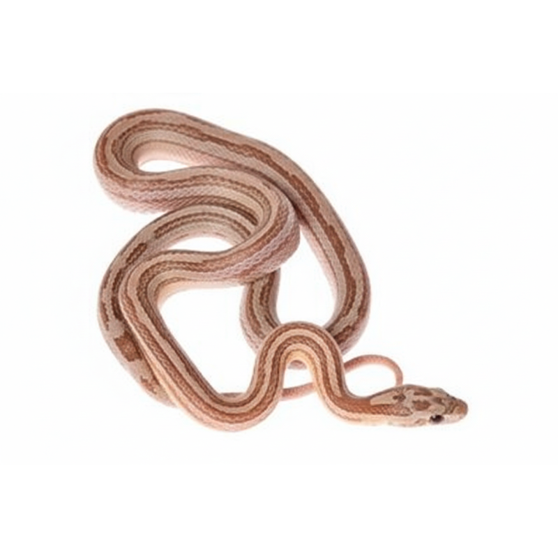 Vente serpent des blés Pastel Ligné