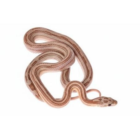 Vente serpent des blés Pastel Ligné