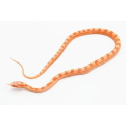 Vente Serpent des blés Scaleless Albinos Okeetee