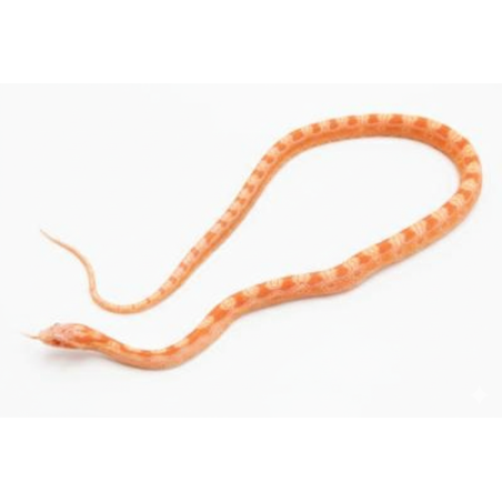 Vente Serpent des blés Scaleless Albinos Okeetee