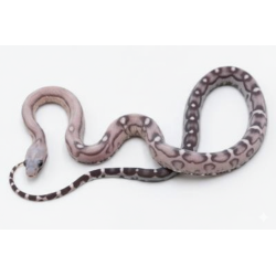 Achat serpent des blés Scaleless Anery