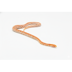 Commande serpent des blés Tessera Albino Reverse Okeetee