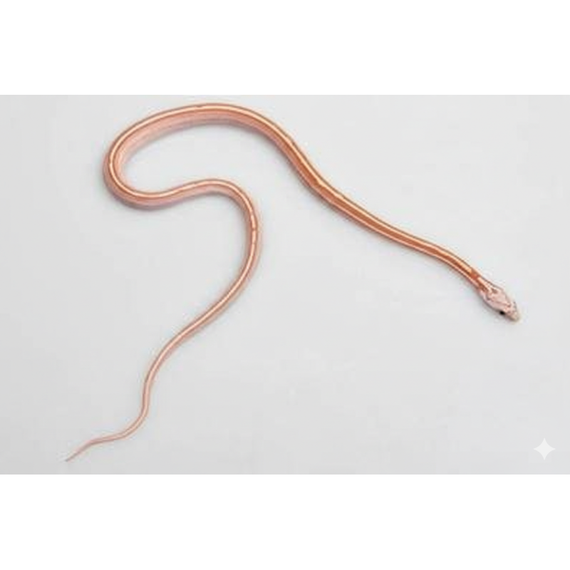 Achat en ligne Serpent des blés Tessera Ultramel pas cher