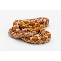 Achat serpent des blés Ultramel facile à maintenir