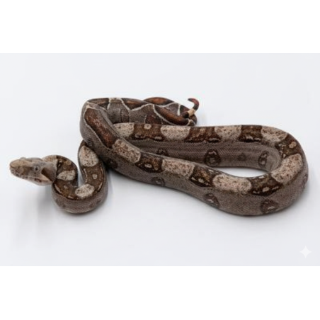 Commande boa imperator VPI Jungle grande taille