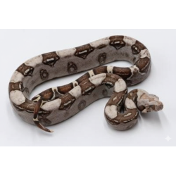 Vente boa imperator VPI mutation pigmentation