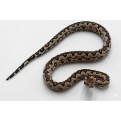 Achat boa fouisseur Candoia paulsoni Santa Isabel pas cher