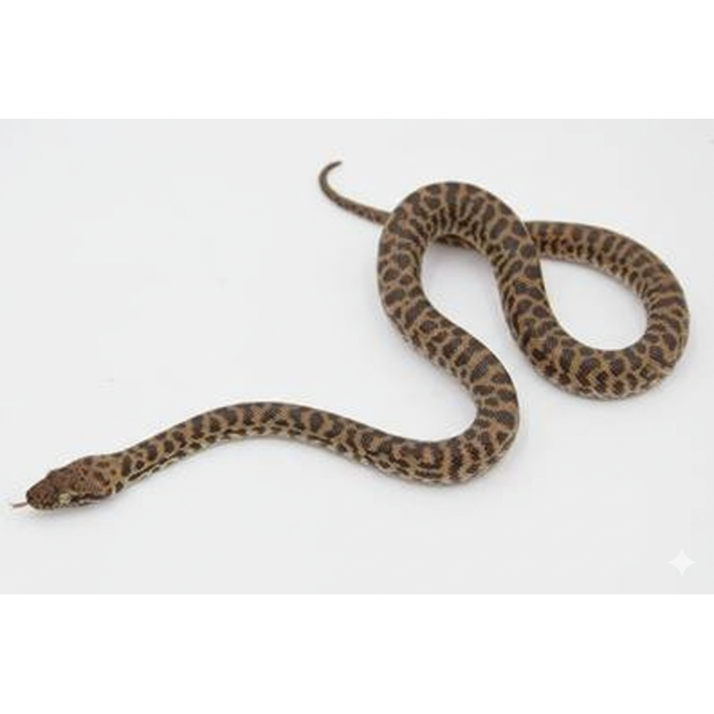 Achat python de children antaresia childreni vente en ligne