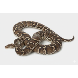 Achat python dangola python anchietae vente en ligne