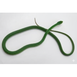 Achat en ligne serpent ratier vert gonnyosoma NC 2024