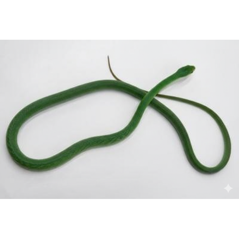 Achat en ligne serpent ratier vert gonnyosoma NC 2024