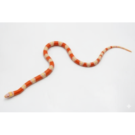 Vente en ligne faux corail Honduras Albinos achat