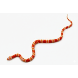 Achat en ligne faux corail Honduras Albinos Tangerine