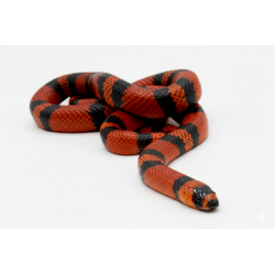 Vente faux corail Honduras Tangerine achat en ligne