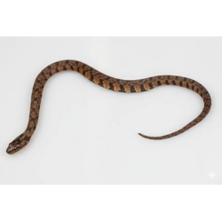 Achat en ligne Nerodia rhombifer serpent d eau dos diamant