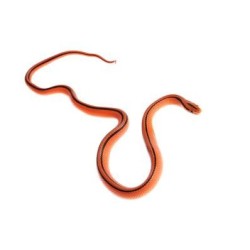 Couleuvre des Bambous Coxi serpent calme et discret