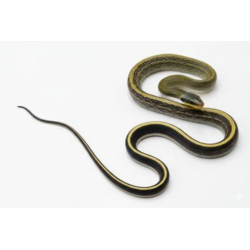 Serpent-Ratier Grabowskyi reptile asiatique actif