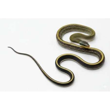 Serpent-Ratier Grabowskyi reptile asiatique actif