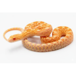 Serpent Taureau Albinos en vente reptile actif