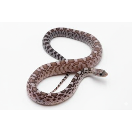 Serpent Taureau Axanthic vente en ligne reptile