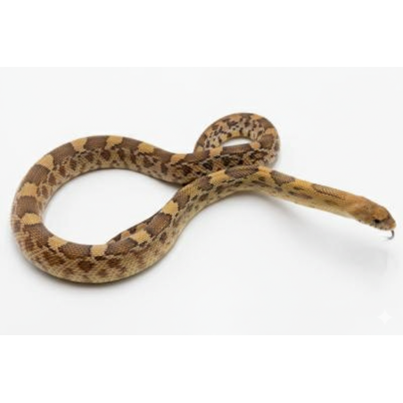 Serpent Taureau du Mexique reptile en vente