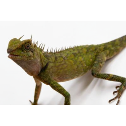 Dragon Cornu des Montagnes reptile vente en ligne