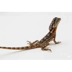 lezard a collerette chlamydosaurus kingii