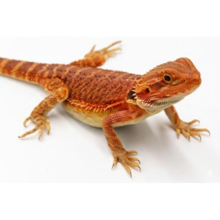 Pogona Red Monster Agame Barbu achat en ligne